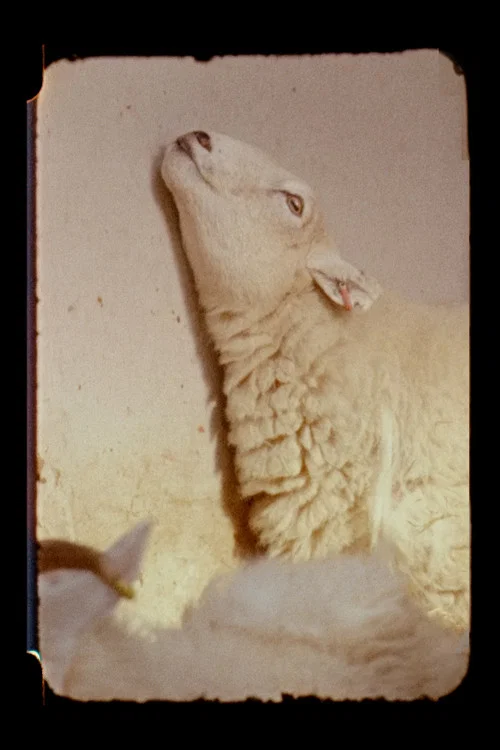 Постер: Lamb
