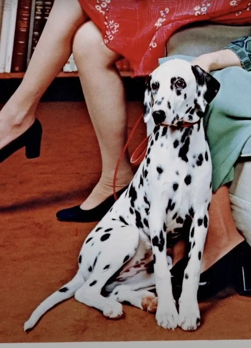 Постер: Dalmatian