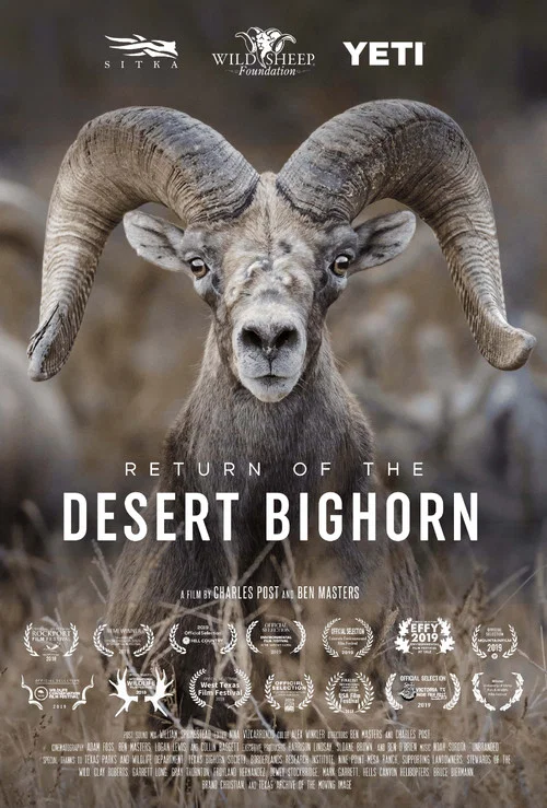 Постер: Return of the Desert Bighorn
