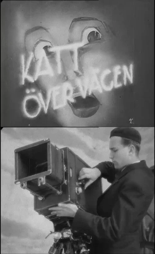 Постер: Katt över vägen